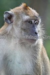 image of macaque