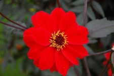 image of flower