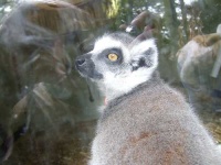 image of madagascar_cat