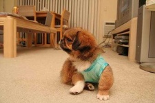 image of pekinese