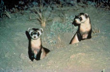 image of black_footed_ferret