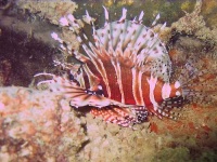 image of lionfish