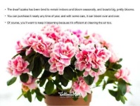 image of house_plant