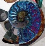 image of nautilus