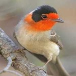 image of bird