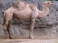 image of arabian_camel