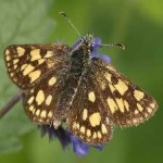 image of animal