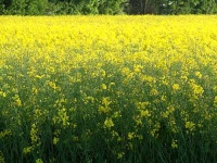 image of rapeseed