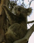image of koala