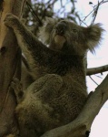 image of koala #9