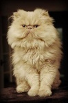 image of animal