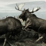 image of animal