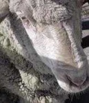 image of animal