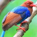 image of bird