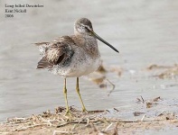 image of dowitcher