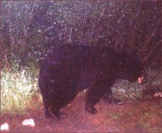 image of american_black_bear