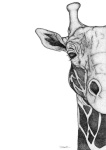 image of animal