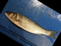 image of fish