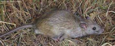 image of animal
