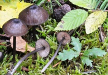 image of mushrooms
