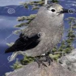 image of bird