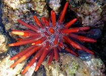 image of sea_urchin