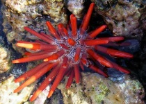 image of sea_urchin #22