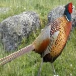 image of bird