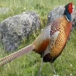 image of ring_necked_pheasant #14