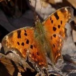 image of animal