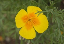 image of flower