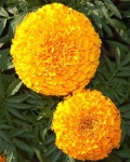 image of flower
