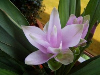 image of flower