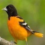 image of bird