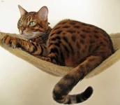 image of animal