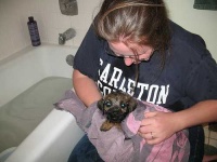 image of border_terrier