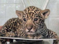 image of jaguar_car