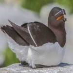 image of bird