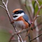 image of bird