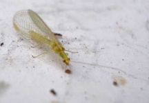 image of lacewing