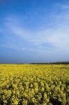 image of rapeseed