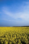 image of rapeseed #3