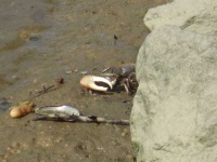 image of fiddler_crab