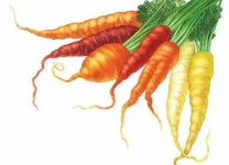 image of carrot #17