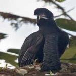 image of bird