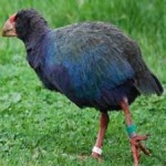 image of bird