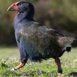 image of takahe