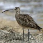 image of whimbrel #12