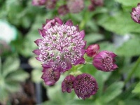 image of flower