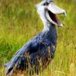image of bird